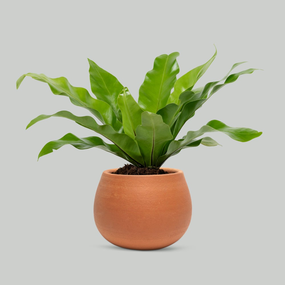 Jeune Anthurium Silver Blush aux feuilles vert vif dans un pot arrondi en terre cuite sur fond gris clair